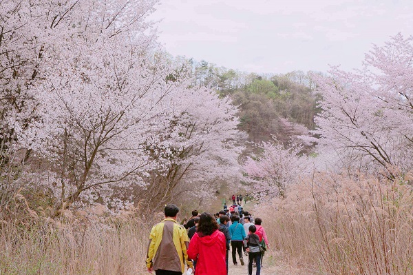 금산 보곡산골 산벚꽃축제, 4월 6일부터 14일까지 9일간 개최